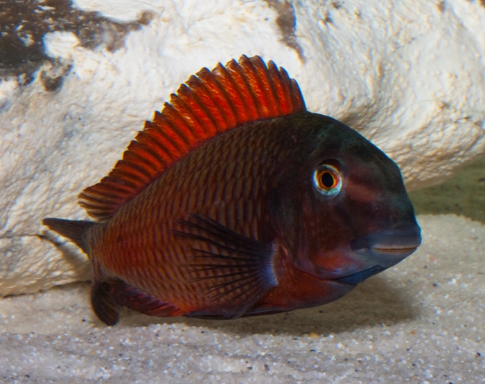 acuario vibrante con tropheus moorii nadando