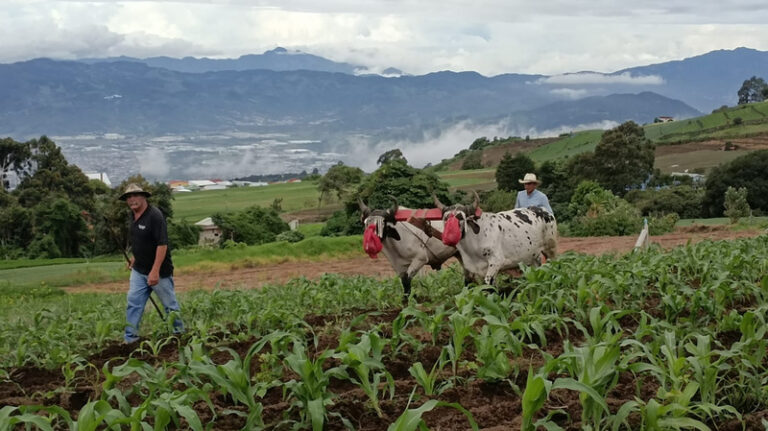 Qué funciones desempeña el Ministerio de Agricultura, Ganadería y Pesca de Ecuador