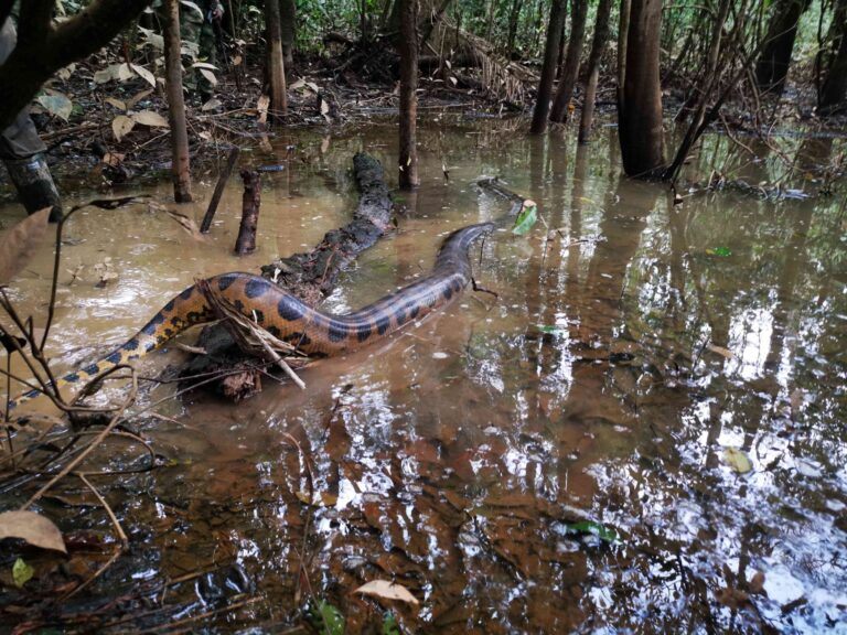 anaconda en su habitat natural 1