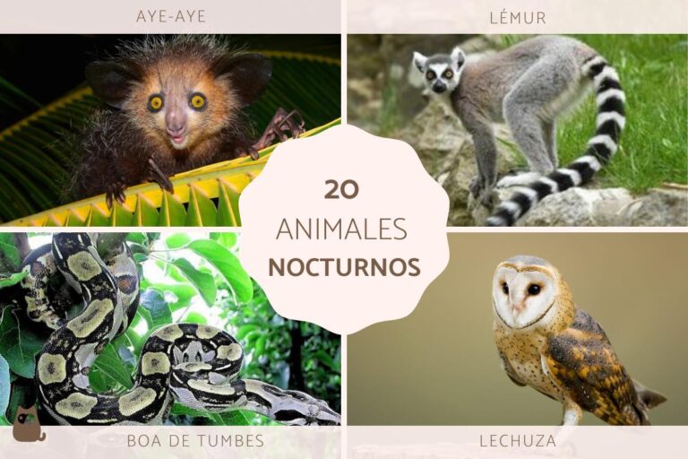 Qué animales son nocturnos y qué los hace estar despiertos de noche