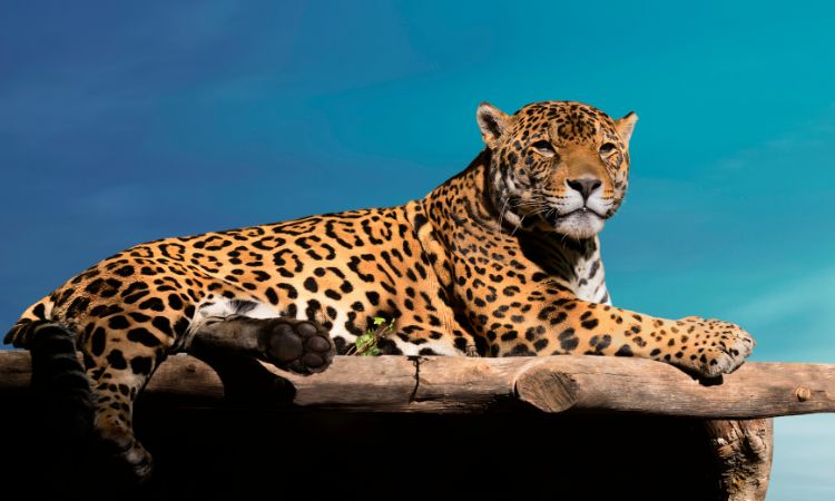 Qué animales son considerados dañinos para la caza y por qué 19 animales salvajes en un ecosistema natural