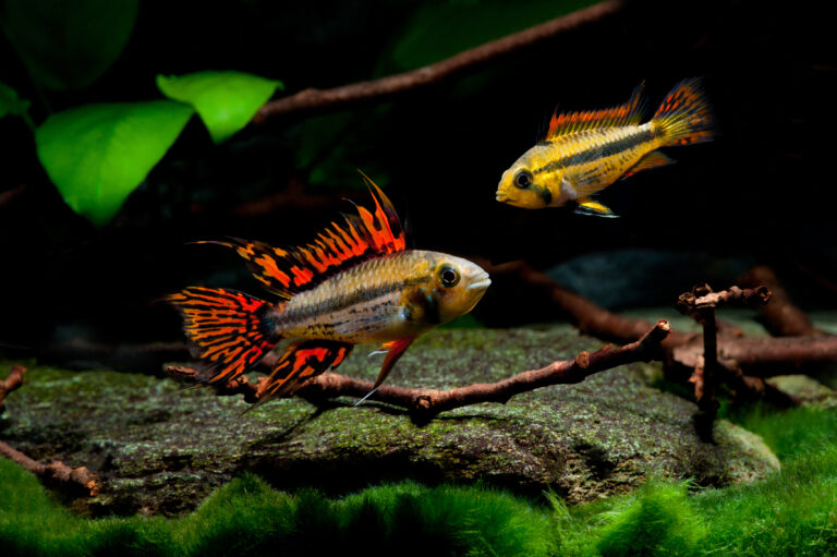 Qué cuidados y características tiene el Apistogramma Macmasteri Super Red 10 apistogramma macmasteri en un acuario plantado