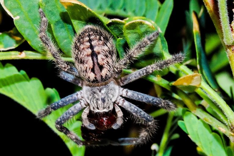 Cuál es el depredador natural de las chinches y cómo puede ayudar 6 Cuál es el depredador natural de las chinches y cómo puede ayudar