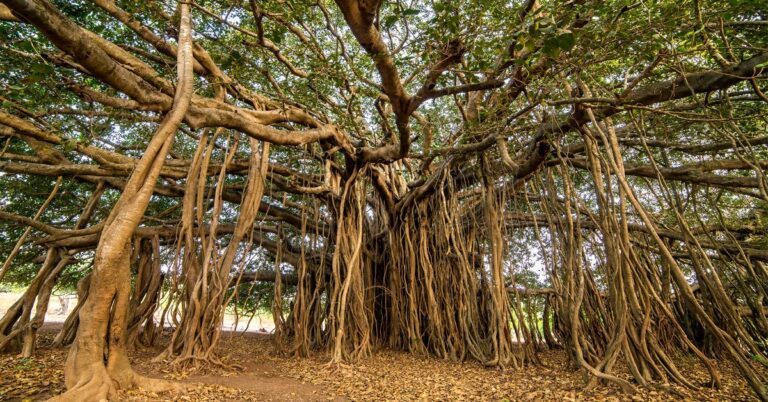 Existe un árbol en el bosque que comunica con la naturaleza 12 arbol gigante en un bosque mistico