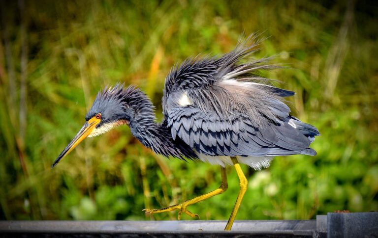 Qué ave tiene plumas y pico oscuro en Argentina