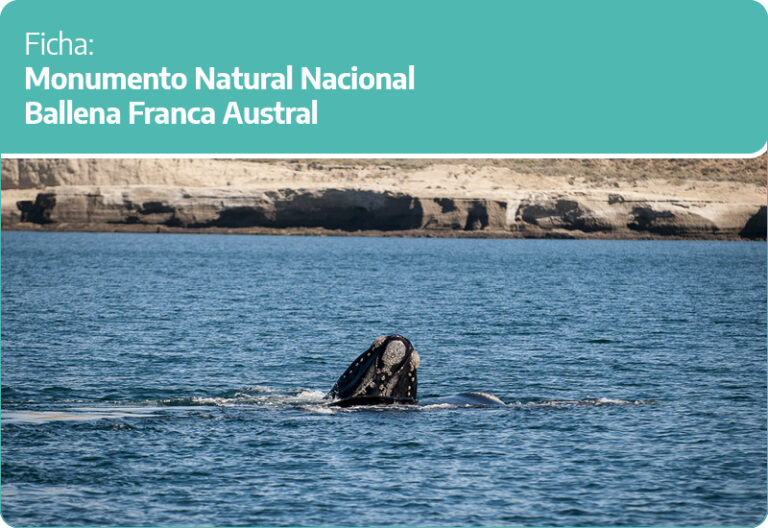 Qué es el Monumento Natural Ballena Franca Austral y dónde se encuentra