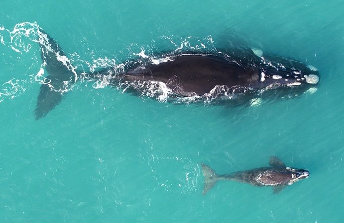 Cuánto mide la ballena franca austral en promedio 9 ballena franca austral nadando en el oceano