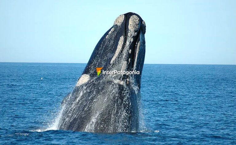 Qué ofertas de viajes a Puerto Madryn ofrece Montaner 13 ballenas en el mar de puerto madryn
