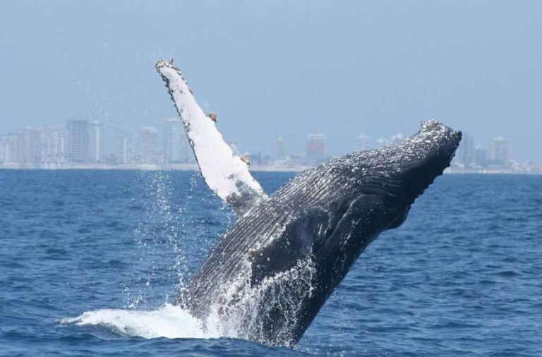 ballenas en el oceano frente a la costa