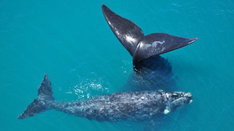 Cuándo es la mejor época para ver ballenas en Puerto Madryn 8 Cuándo es la mejor época para ver ballenas en Puerto Madryn