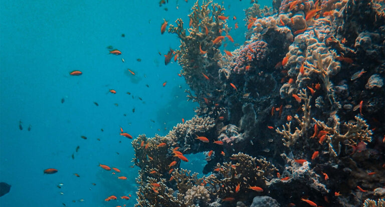 Qué hace a la Gran Barrera Coralina Australiana un lugar único 5 Qué hace a la Gran Barrera Coralina Australiana un lugar único