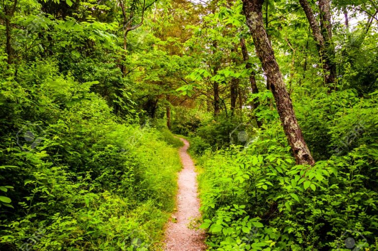 Qué opinan los visitantes sobre los Bosques del Pinar 6 bosque frondoso con sendero natural