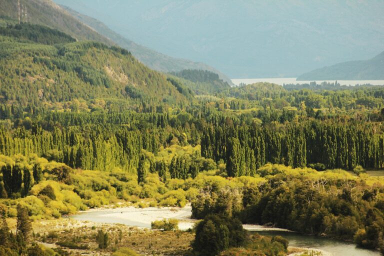 bosque nativo de lago puelo