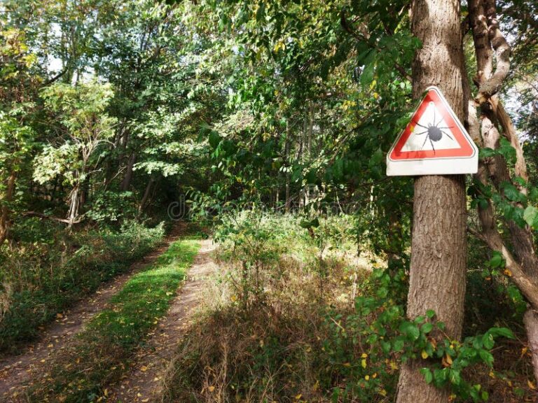 Qué son los incendios forestales y cómo prevenirlos eficazmente 29 bosque verde con senales de prevencion
