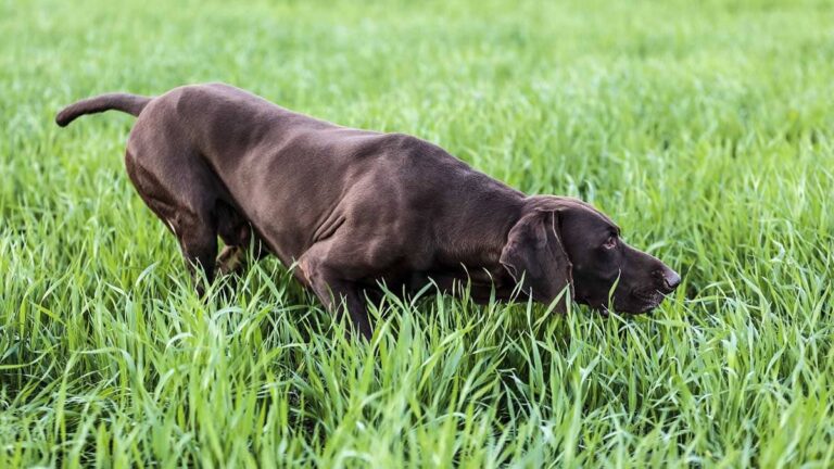 braco aleman corriendo en un campo verde