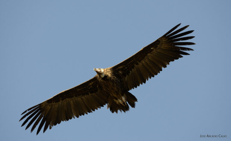 Cuáles son las aves de rapiña que vuelan a mayores altitudes 8 Cuáles son las aves de rapiña que vuelan a mayores altitudes