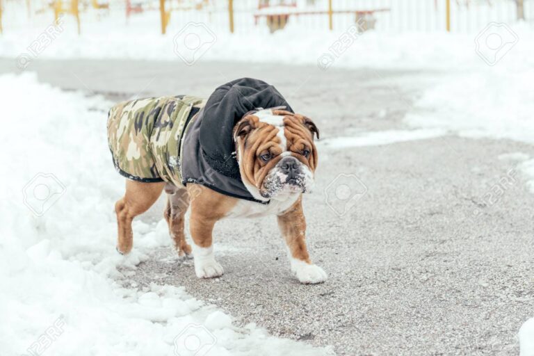 Por qué el ladrido de un bulldog inglés suena diferente al de otros perros 3 Por qué el ladrido de un bulldog inglés suena diferente al de otros perros