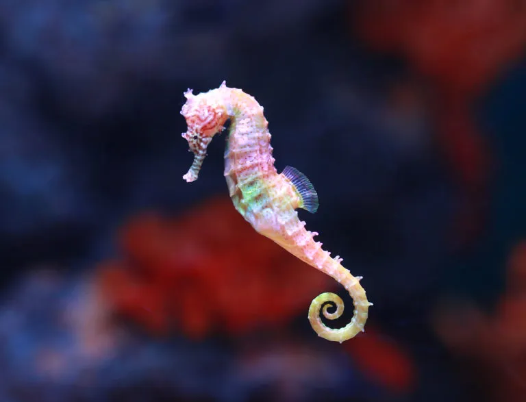 De qué color pueden ser los caballitos de mar en la naturaleza 7 caballitos de mar en diferentes colores