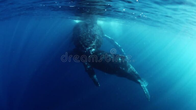 cachorros de ballena nadando con su madre