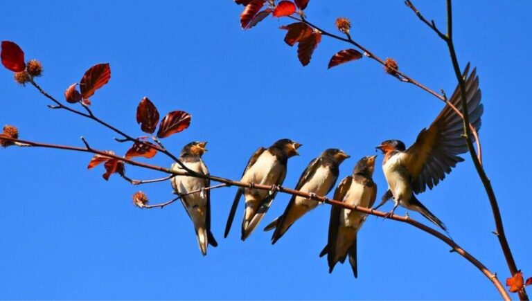 Qué significado tiene el canto del cabecita negra en la cultura argentina 6 Qué significado tiene el canto del cabecita negra en la cultura argentina