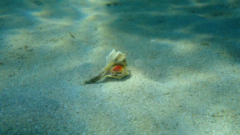 Cómo se limpia correctamente un caracol de mar para cocinar 17 caracol de mar en un fondo marino