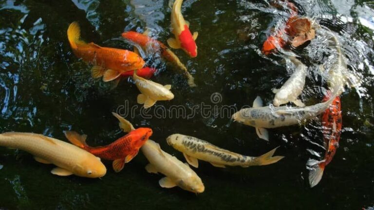 Cómo elegir carpas de colores para decorar tu acuario de peces