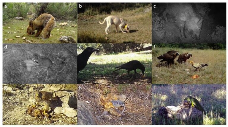 Qué tipos de cebos animales son los más efectivos para cazar o pescar 1 cebos animales en un entorno natural