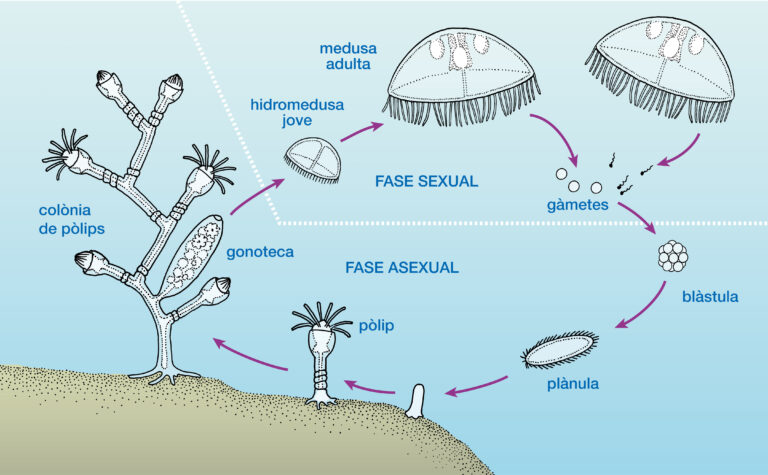 ciclo de vida de la medusa en ilustracion