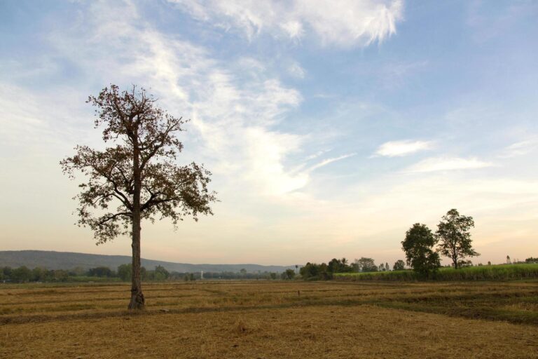 cielo despejado sobre paisaje rural