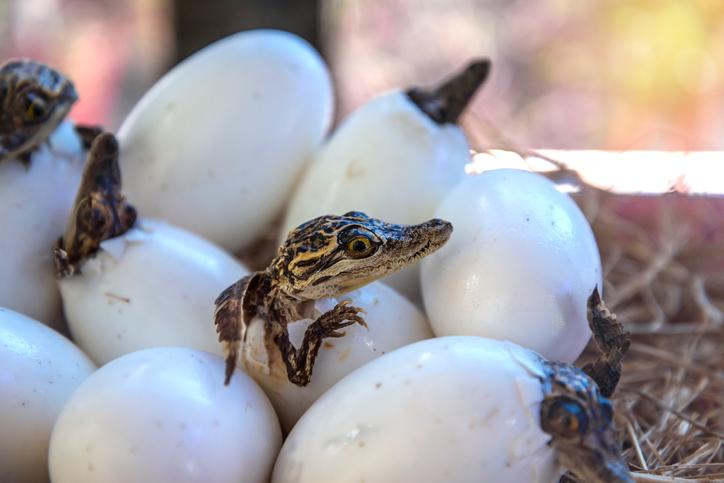 Cuánto tiempo tarda un cocodrilo en nacer después de poner los huevos 4 Cuánto tiempo tarda un cocodrilo en nacer después de poner los huevos