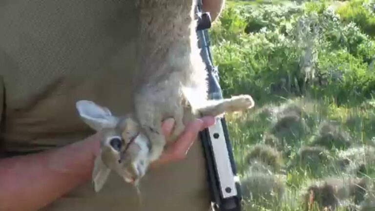 Qué rifle es el más adecuado para cazar conejos en Argentina 4 Qué rifle es el más adecuado para cazar conejos en Argentina