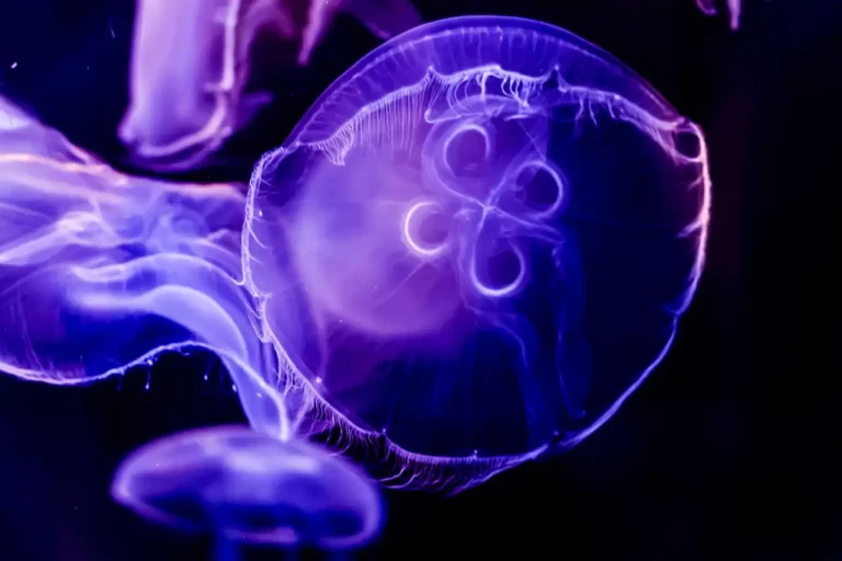 criaturas bioluminiscentes del oceano profundo