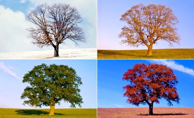 Cuándo empieza cada estación del año y qué características tienen