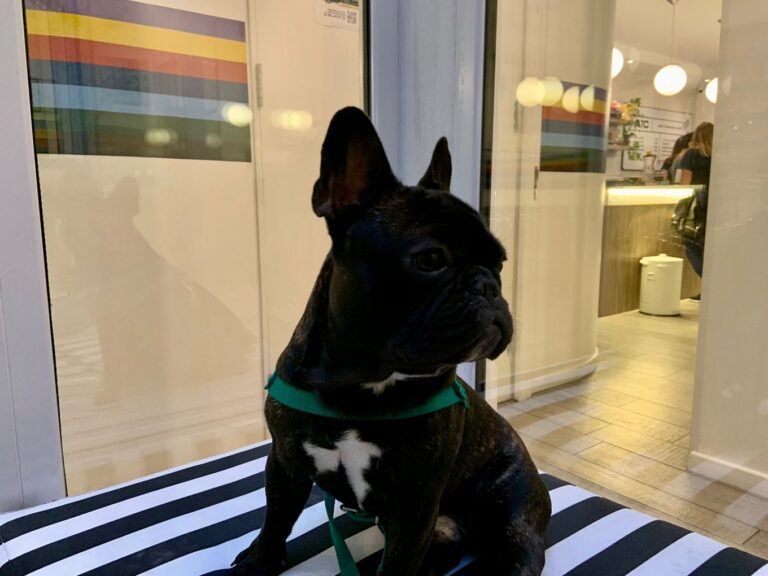 Dónde encontrar departamentos por día en Mar del Plata que acepten mascotas 3 departamentos pet friendly en mar del plata