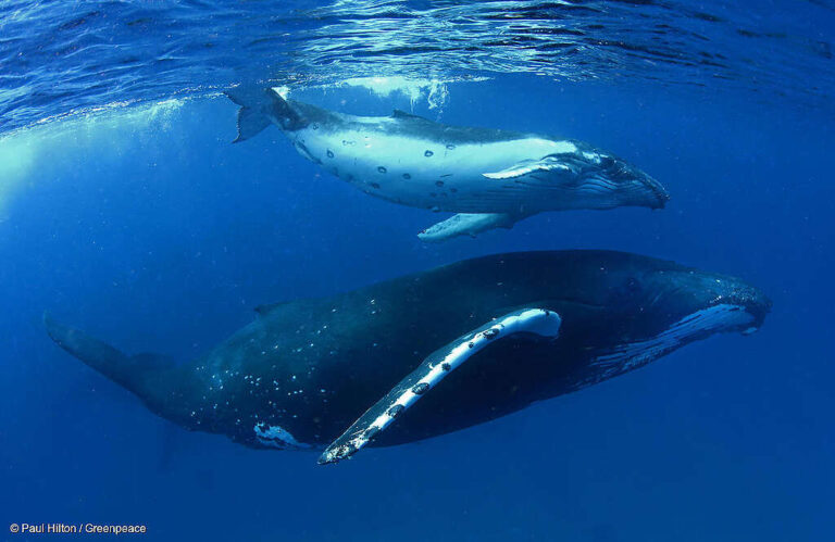 La ballena es carnívora o herbívora según su tipo y alimentación 14 diversas ballenas en su habitat natural