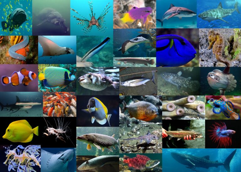 diversas especies de peces en el oceano