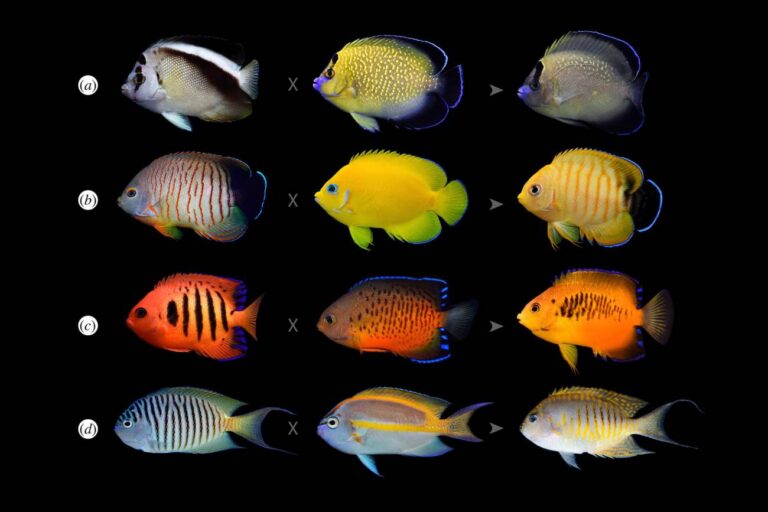 Qué tipos de peces aparecen en la serie de Bob Esponja 6 Qué tipos de peces aparecen en la serie de Bob Esponja