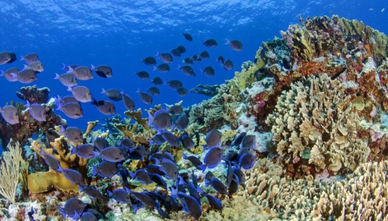 diversidad de peces en un arrecife coralino