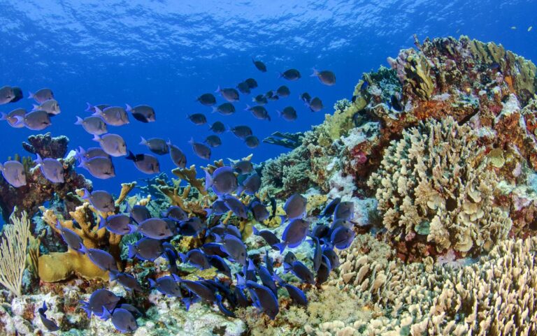 diversidad de peces en un ecosistema marino