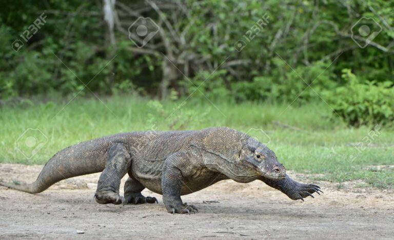 dragon de komodo corriendo en la naturaleza