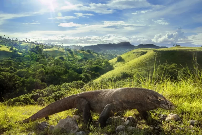 dragon de komodo en su habitat natural