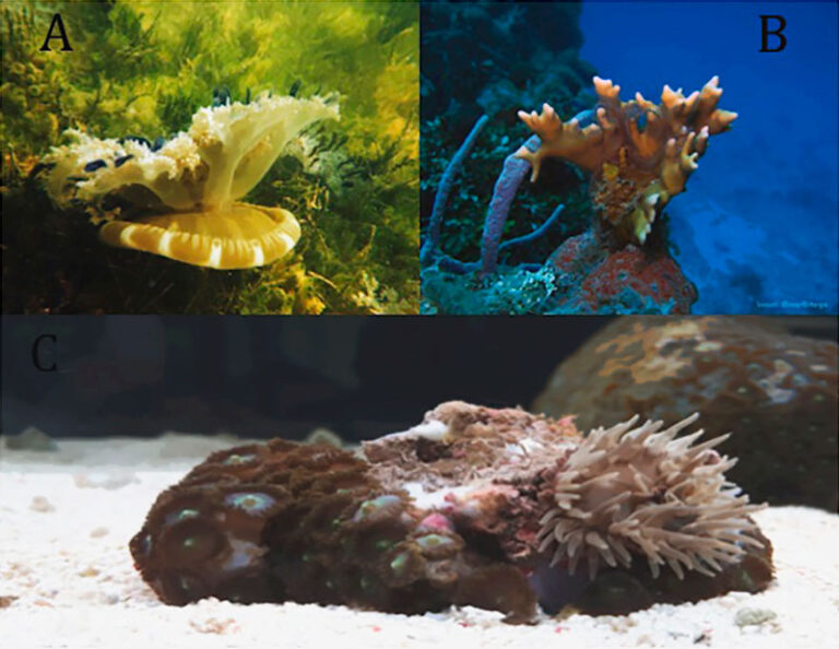 Qué relación existe entre medusas, anémonas y corales en el océano 4 Qué relación existe entre medusas, anémonas y corales en el océano