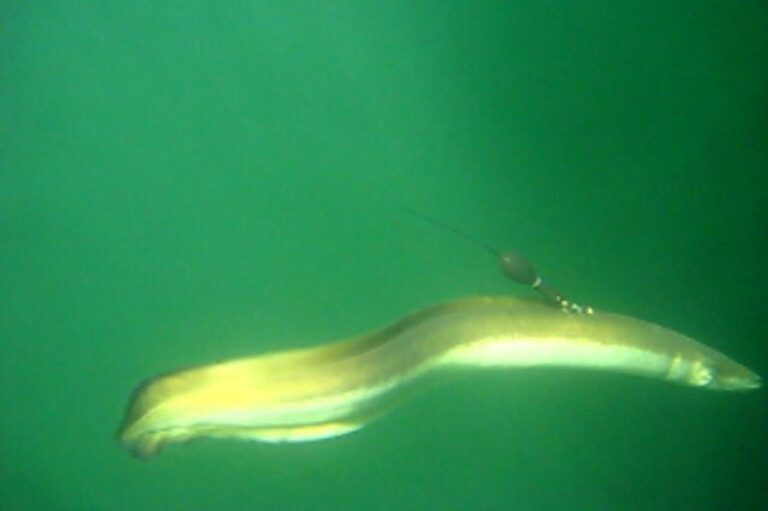 Sabías que hay un animal del mar que puede generar electricidad 2 electric eel swimming in clear water