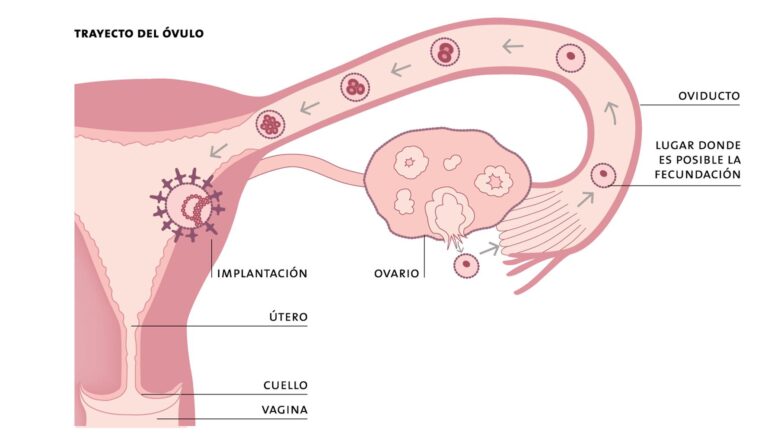 embrion en desarrollo en el utero 1