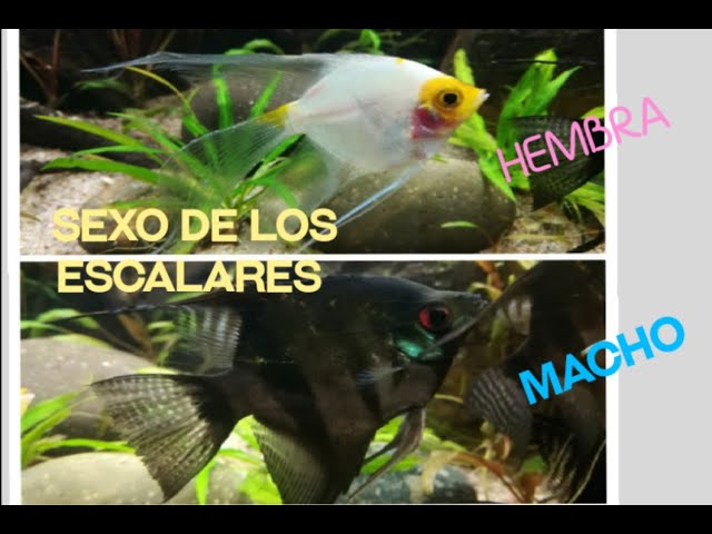 Cómo puedo diferenciar un escalar macho de una hembra