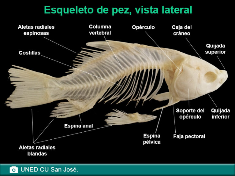 El pez tiene huesos o su esqueleto es diferente al de los mamíferos 4 El pez tiene huesos o su esqueleto es diferente al de los mamíferos