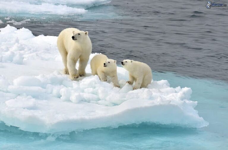 fauna del oceano glacial artico