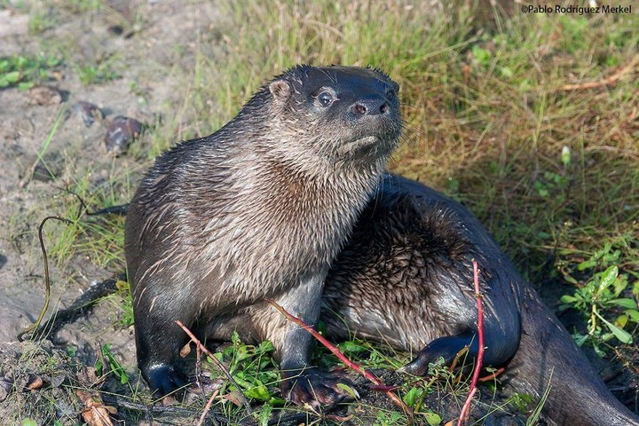 Qué animales habitan en el río Paraná y cuáles son sus características 2 fauna del rio parana en su habitat