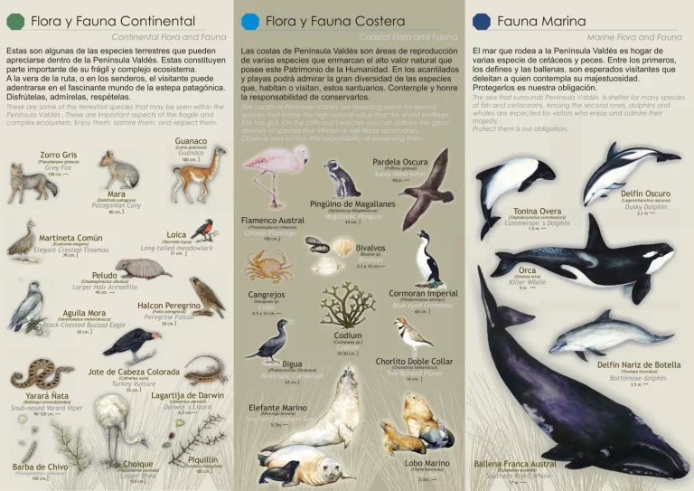 Qué información debo saber sobre la Península Valdés en Argentina 8 fauna marina en peninsula valdes argentina