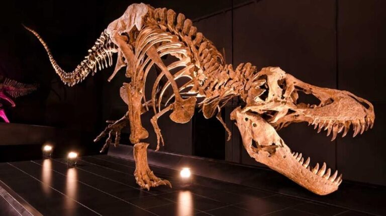 Dónde se encuentra el Museo Paleontológico Municipal Ernesto Bachmann 24 fosiles expuestos en un museo paleontologico